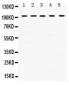 Anti-KAP1 Picoband Antibody